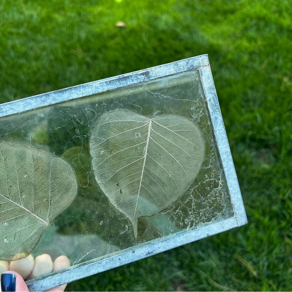 Dried Skeleton Leaves Pressed in Glass Framed Skeletonized Leaves Clear Glass - Picture 2 of 12